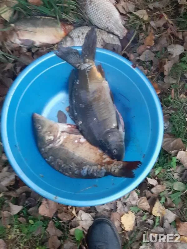 Carp, Crucian carp — Podkumok, Oct 17, 2019