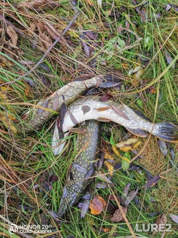 Pike — Cherepetskoye, Oct 17, 2019