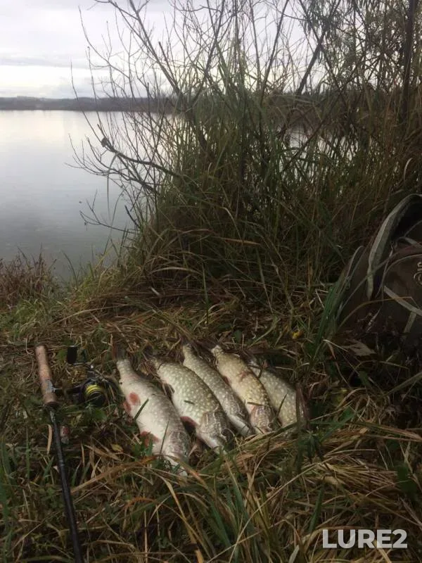 Pike — Kanal imeni Moskvy, Oct 24, 2019
