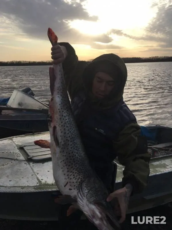 Pike, Zander — protoka Naykhinskaya, Oct 26, 2019