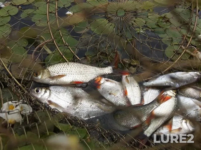 Crucian carp, Perch — Volgogradskaya oblast, Oct 27, 2019