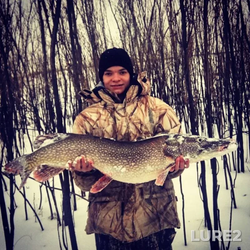 Pike — Balinskaya, Nov 05, 2019