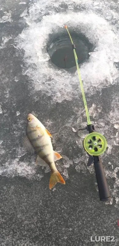 Perch — Bolshoy Kuyash, Nov 16, 2019