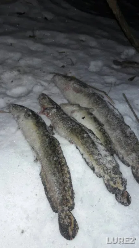 Burbot — Ishim, Mar 17, 2018