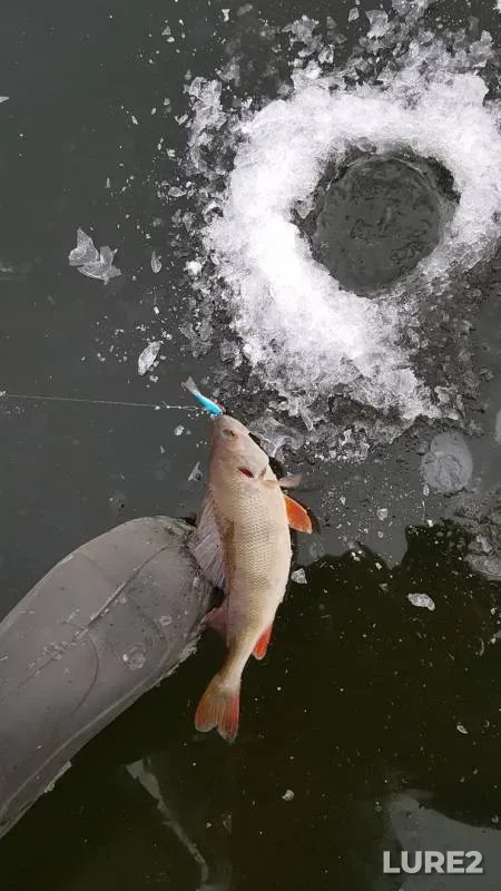 Perch — Ozerninskoye, Nov 26, 2019