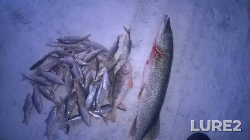 Perch, Pike — Ishim, Mar 10, 2018