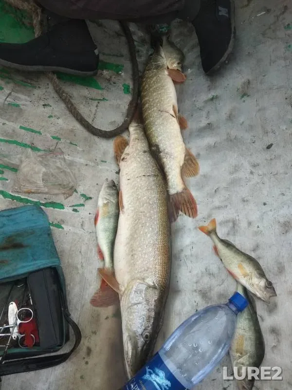 Perch, Pike — Severo-Kazakhstanskaya oblast, Aug 03, 2018