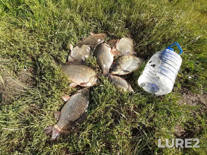 Crucian carp — Slivnoye, Jul 27, 2019