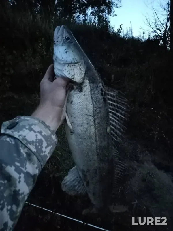 Zander — Severo-Kazakhstanskaya oblast, Sep 11, 2019