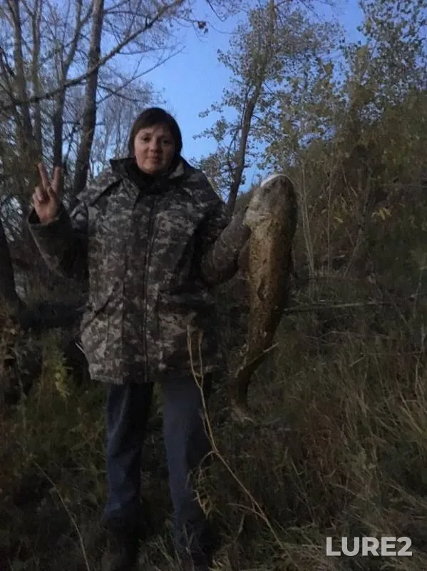 Wels catfish — Ishim, Oct 02, 2019