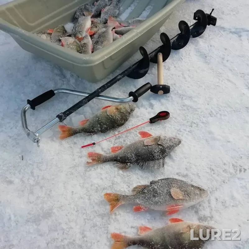 Perch — Irtysh, Jan 17, 2019