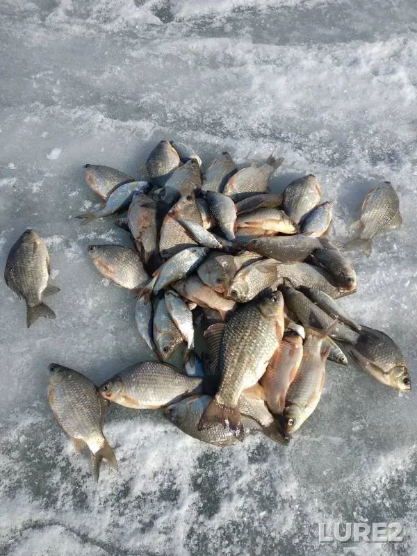 Crucian carp — Pavlodarskaya oblast, Mar 17, 2019