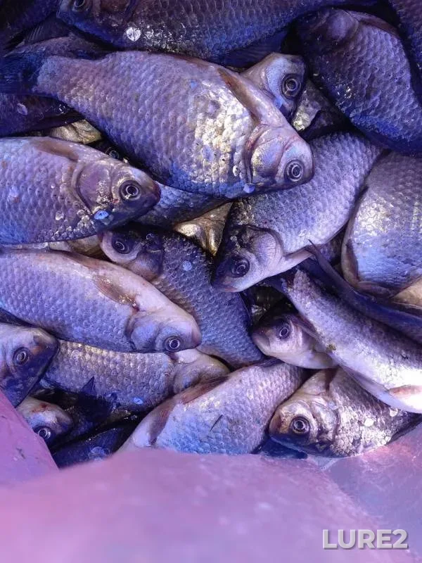 Crucian carp — Maraldy, Apr 07, 2019