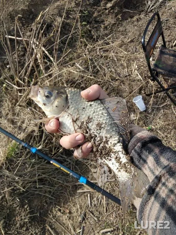 Crucian carp, White bream — Usolka, May 04, 2019