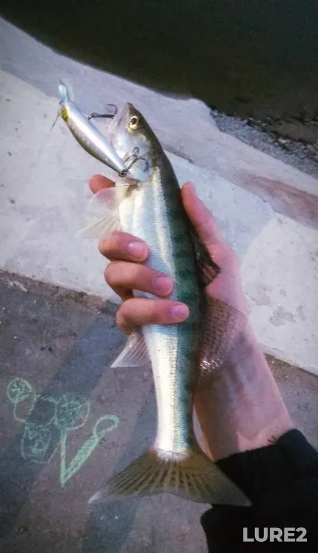 Zander — Usolka, May 07, 2019