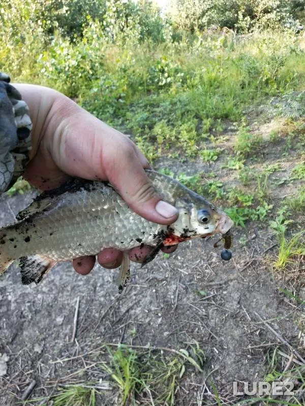 Crucian carp — Staryy Irtysh, Aug 04, 2019