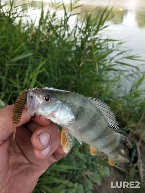 Perch — Staryy Irtysh, Jul 28, 2019