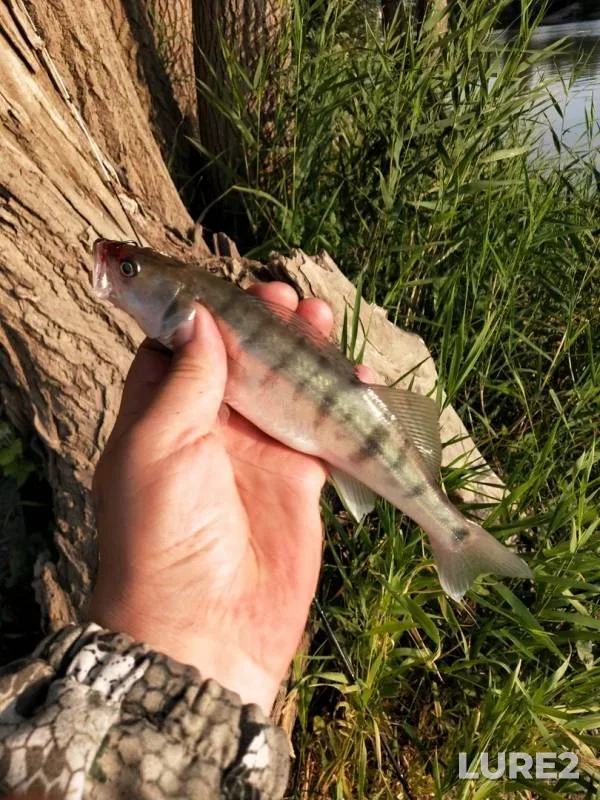 Perch — Staryy Irtysh, Jul 18, 2019
