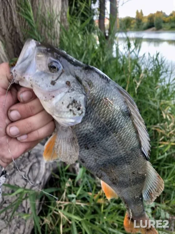 Perch — Staryy Irtysh, Aug 10, 2019