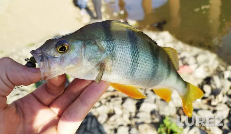 Perch, Zander — Usolka, Aug 11, 2019