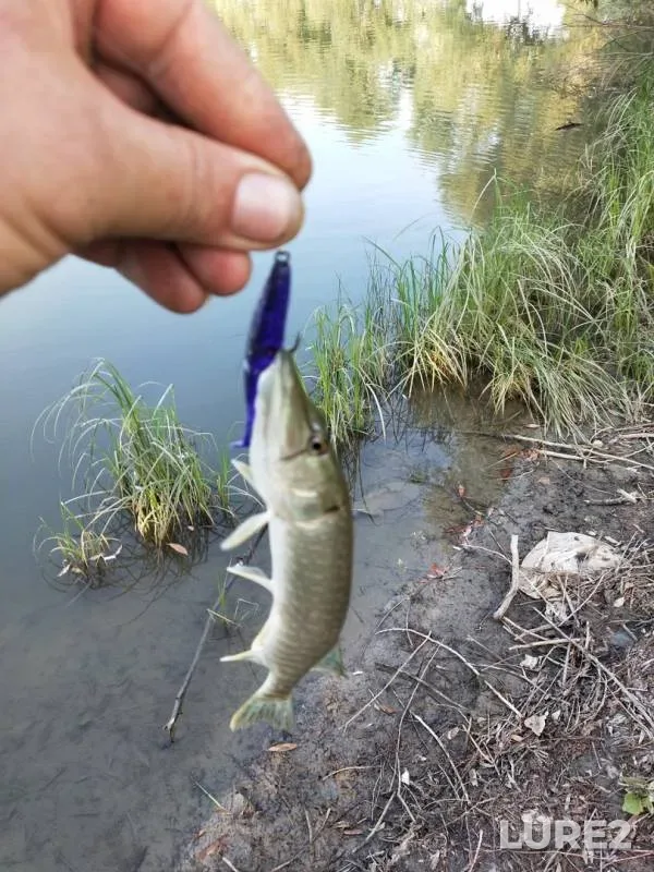 Perch, Pike — Staryy Irtysh, Aug 13, 2019