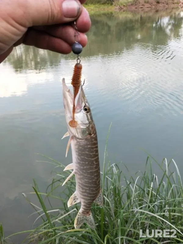 Pike — Staryy Irtysh, Aug 15, 2019