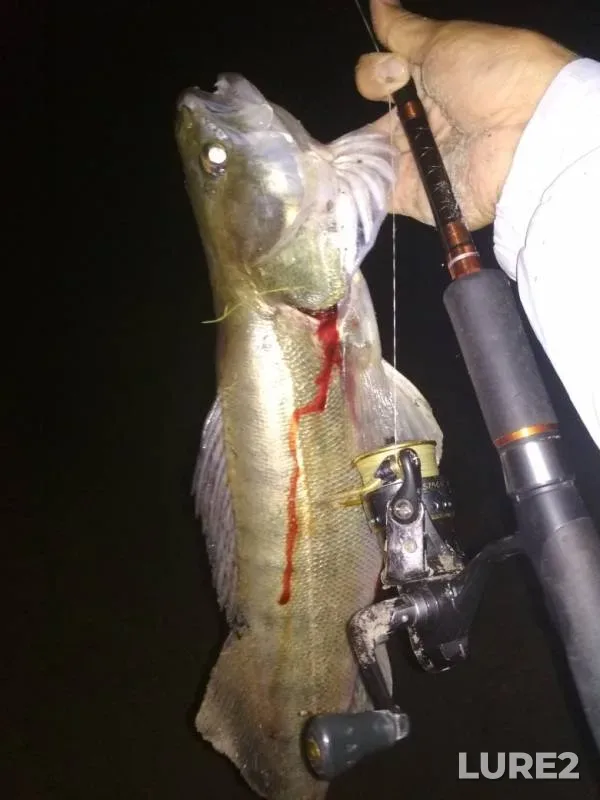 Zander — Irtysh, Aug 19, 2019