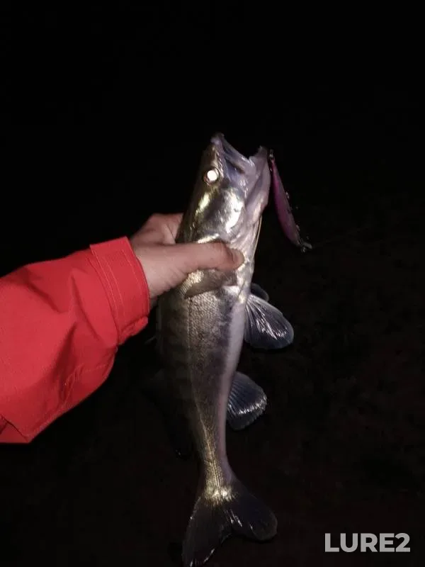 Zander — Irtysh, Aug 31, 2019