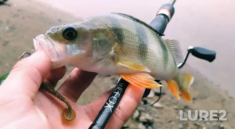 Perch, Pike — Usolka, Aug 31, 2019
