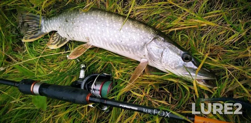 Pike — Usolka, Sep 01, 2019