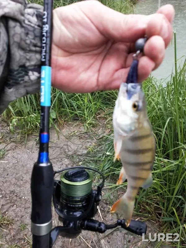 Perch, Pike — Staryy Irtysh, Sep 02, 2019