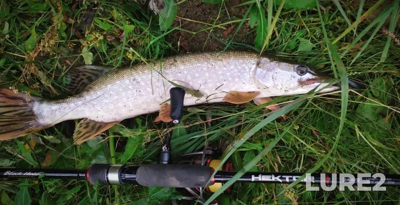 Perch, Pike — Usolka, Sep 07, 2019