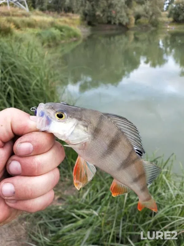 Perch, Zander — Staryy Irtysh, Sep 07, 2019