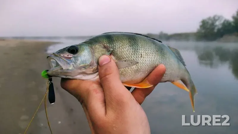 Perch, Pike — Pavlodarskaya oblast, Sep 09, 2019