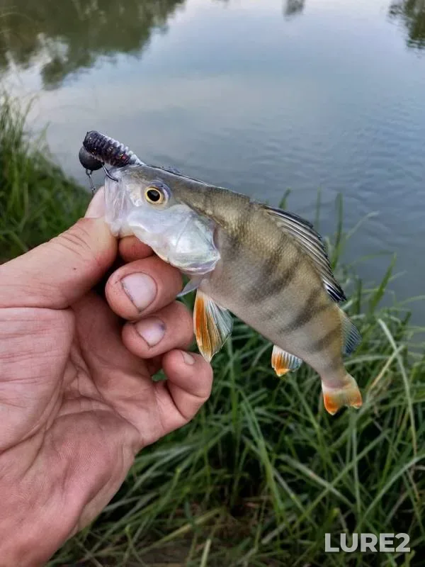 Perch — Staryy Irtysh, Sep 09, 2019