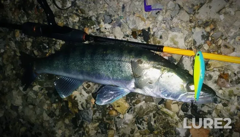 Perch, Zander — Usolka, Sep 14, 2019