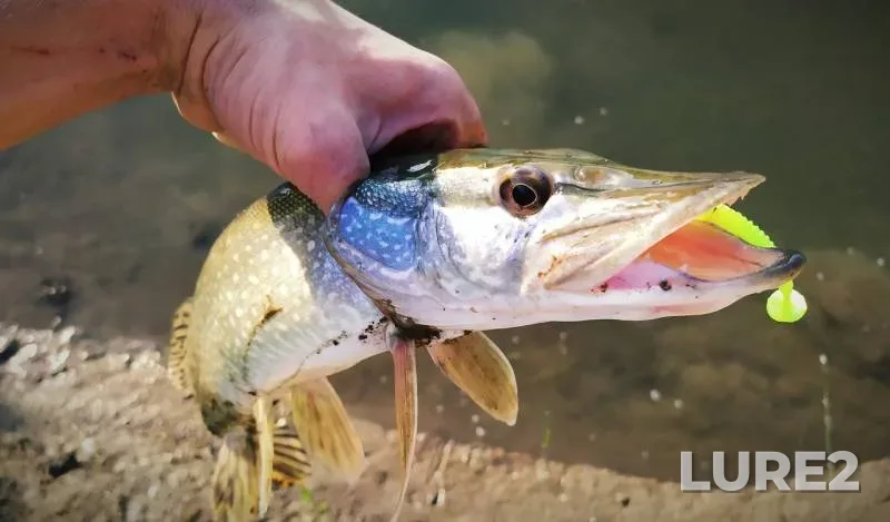 Perch, Pike — Usolka, Sep 15, 2019