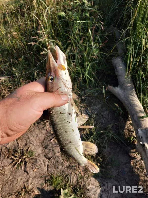 Perch, Pike — Irtysh, Sep 16, 2019