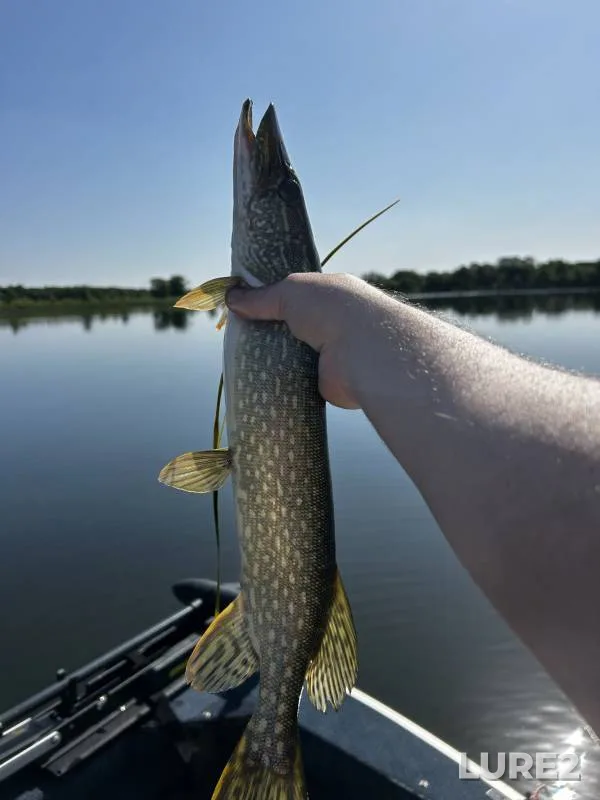 Pike — Roosevelt Lake, Mar 31, 2020, 8:01 PM