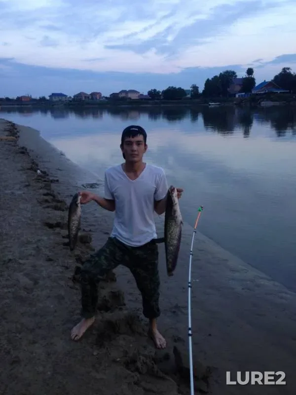 Wels catfish — Ural, Jun 08, 2017