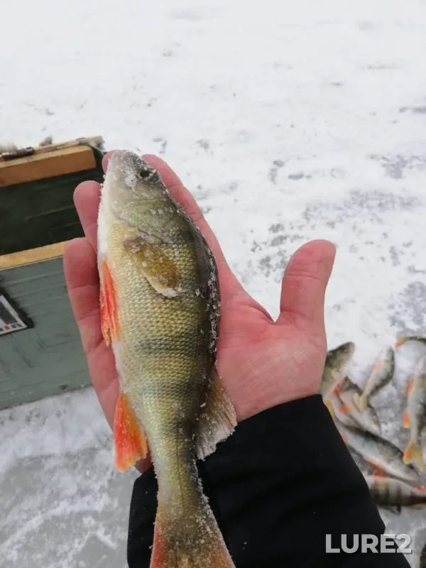 Perch — Irtysh, Nov 25, 2019