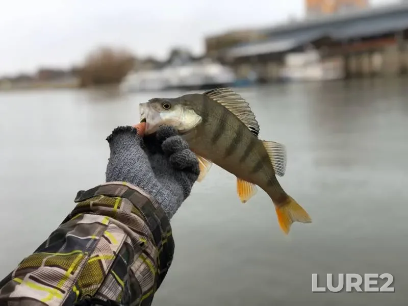 Perch, Zander — Usolka, Oct 19, 2019