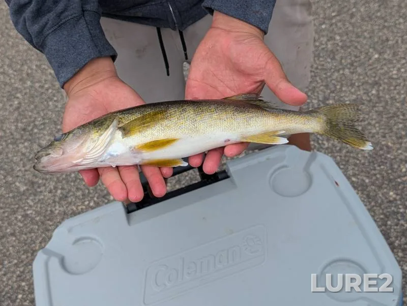 Walleye — Minnesota River, Aug 04, 2019