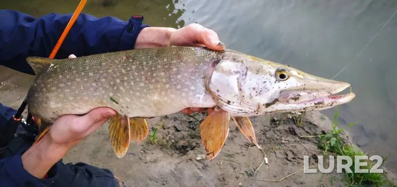 Perch, Pike — Usolka, Oct 14, 2019