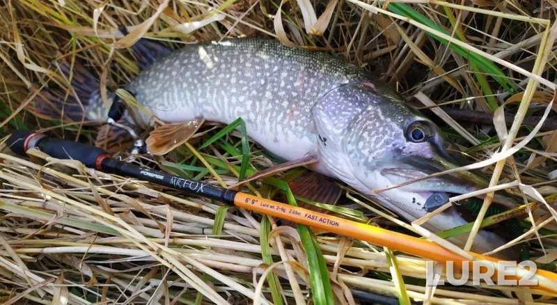 Pike — Usolka, Oct 05, 2019