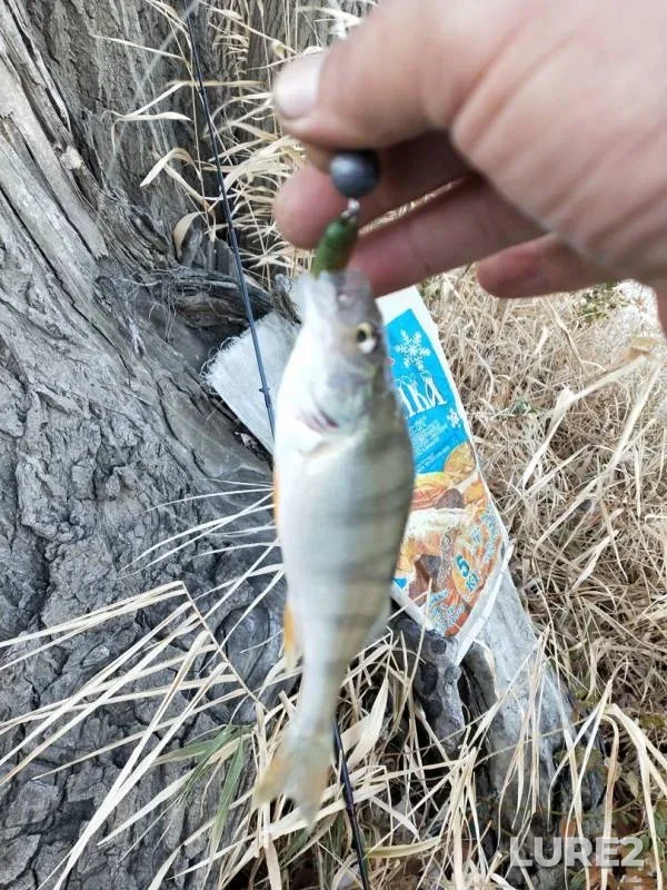 Perch — Staryy Irtysh, Oct 27, 2019