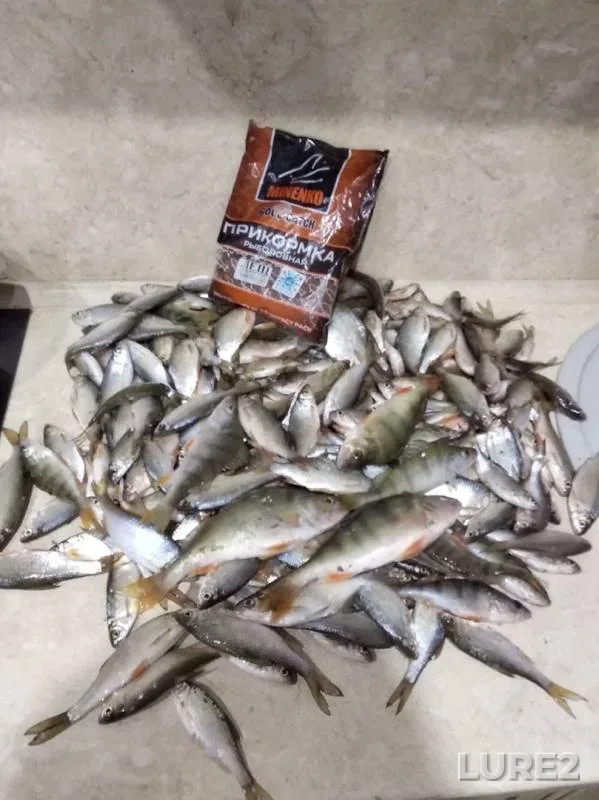 Perch, Roach — Usolka, Nov 17, 2019
