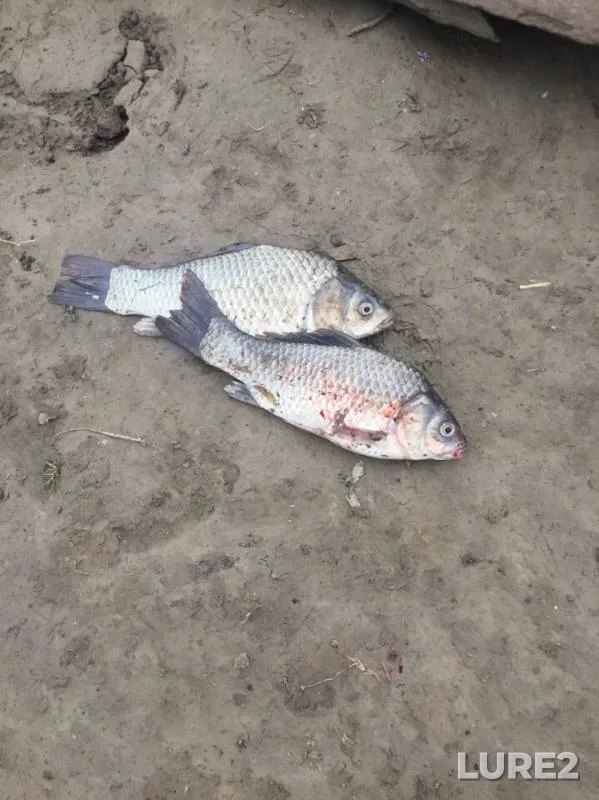 Crucian carp — Ural, Jul 22, 2019