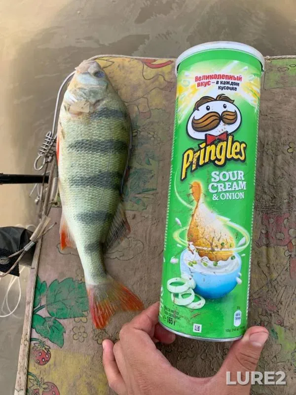 Perch — Ural, Jul 08, 2019
