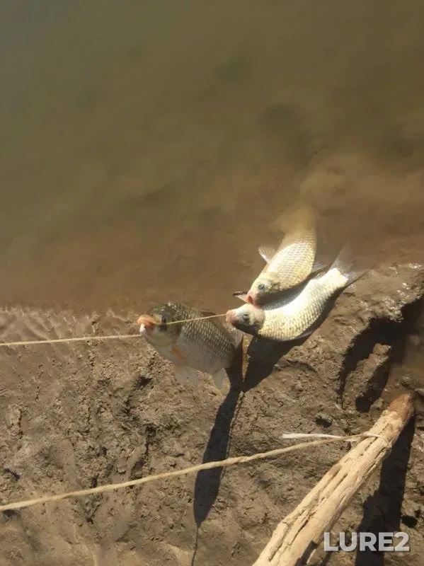 Crucian carp — Ural, Jul 05, 2019